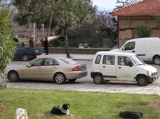 Φωτογραφία για ΗΜΑΘΙΑ.....Ο  Δήμος Βέροιας μάζεψε τους επιθετικούς σκύλους από τους Αγ. Αναργύρους