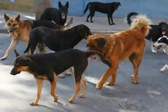 Αγέλη σκύλων επιτέθηκε σε Λαρισαίο – Νοσηλεύεται στο νοσοκομείο με σπασμένα πλευρά