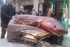 Καβάλα: Τεράστιο καρχαριοειδές 330 κιλών έπιασαν ψαράδες