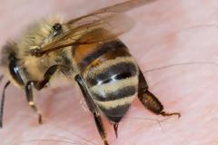 Μεγάλη μελέτη για την σχέση του δηλητηρίου της μέλισσας και του κοροναϊού