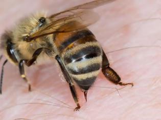 Φωτογραφία για Μεγάλη μελέτη για την σχέση του δηλητηρίου της μέλισσας και του κοροναϊού