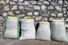 Λουλούδι του Δαρβίνου: Αλβανοί ξερίζωσαν 120 κιλά στον Γράμμο