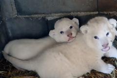 Δύο πανέμορφα λιονταράκια γεννήθηκαν εν μέσω της καραντίνας στην Πάφο