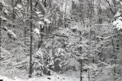 Νέα Υόρκη: Χιόνισε στο Σέντραλ Παρκ... κι όμως δεν πρόκειται για «fake news»