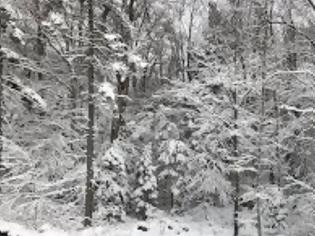 Φωτογραφία για Νέα Υόρκη: Χιόνισε στο Σέντραλ Παρκ... κι όμως δεν πρόκειται για «fake news»
