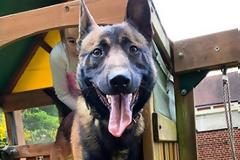 Τότεναμ: Ο Γιορίς αγόρασε σκύλο αξίας 17.000 ευρώ για προστασία