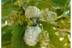 Λευκά μούρα πλούσια σε κάλιο, ασβέστιο, βιταμίνες και ιχνοστοιχεία