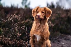 Άγανα: Ο λόγος που η βόλτα στα χόρτα μπορεί να είναι απειλή για τον σκύλο