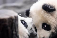 Ο Καναδάς επιστρέφει δύο γιγαντιαία πάντα στην Κίνα γιατί δεν μπορεί να προμηθευτεί μπαμπού