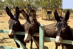 Ο Καποδίστριας, ο Κολοκοτρώνης και τα ... γαϊδούρια