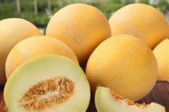 Πεπόνι Δεν παχαίνει, έχει αντιπηκτικές ιδιότητες, πλούσιο σε αντιοξειδωτικά και ιχνοστοιχεία