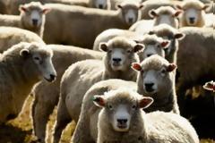 Σε σοβαρό κίνδυνο η κτηνοτροφική παραγωγή της χώρας