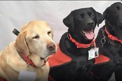 Κι όμως οι σκύλοι περνούν τη δική τους δύσκολη εφηβεία