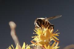 Ευεργετική η καραντίνα για τις μέλισσες της Ρώμης
