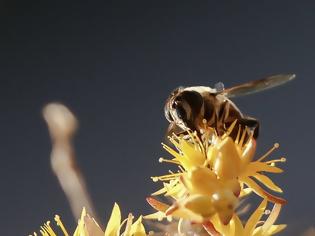 Φωτογραφία για Ευεργετική η καραντίνα για τις μέλισσες της Ρώμης
