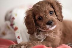 Τρία κόλπα για να πάψει να κλαίει το κουτάβι τη νύχτα