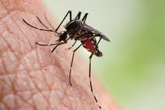 Κουνούπια: Το κόλπο πριν βγείτε έξω για να μην σας τσιμπάνε