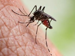 Φωτογραφία για Κουνούπια: Το κόλπο πριν βγείτε έξω για να μην σας τσιμπάνε