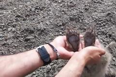 Δύο αρκουδάκια βρέθηκαν θαμμένα σε αγρόκτημα στην Καστοριά