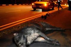 Κοπάδια από αγριογούρουνα σε εθνική οδό