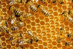 Παγκόσμια ημέρα μέλισσας: Γιατί εξαρτιόμαστε όλοι από αυτές