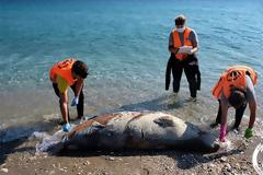 ΠΑΚΟΕ: Οι φώκιες δολοφονούνται χωρίς οίκτο
