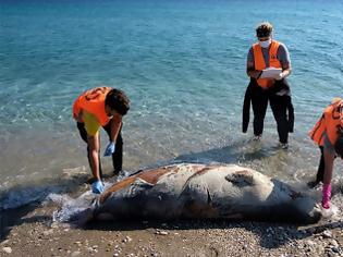 Φωτογραφία για ΠΑΚΟΕ: Οι φώκιες δολοφονούνται χωρίς οίκτο