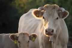 Γερμανός αγρότης έπνιξε την σύζυγό του σε υγρή κοπριά