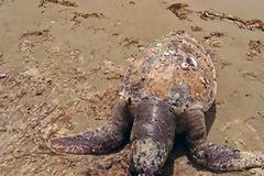 Καβάλα: Δύο θαλάσσιες χελώνες εντοπίστηκαν νεκρές σε παραλίες