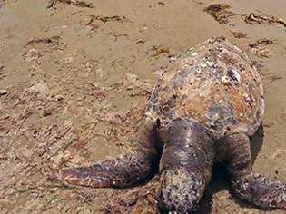 Φωτογραφία για Καβάλα: Δύο θαλάσσιες χελώνες εντοπίστηκαν νεκρές σε παραλίες