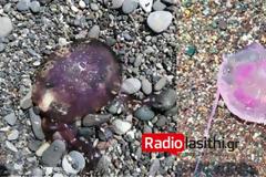 Ο νέος «πονοκέφαλος» στην Κρήτη ονομάζεται Pelagia noctiluca