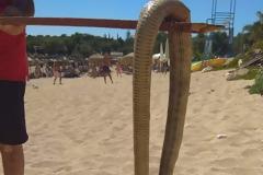 Μας «έζωσαν» τα φίδια: Εμφανίσεις ερπετών σε παραλίες, σπίτια και... αυτοκίνητα