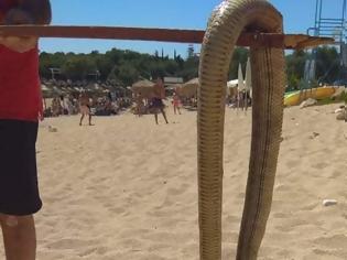 Φωτογραφία για Μας «έζωσαν» τα φίδια: Εμφανίσεις ερπετών σε παραλίες, σπίτια και... αυτοκίνητα