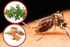 Φυσικά εντομοαπωθητικά. Βότανα και αιθέρια έλαια για κουνούπια, σκνίπες και άλλα έντομα