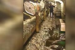 Εντυπωσιακό βίντεο: Ψάρεψαν 50 τόνους καλαμάρια σε δύο ώρες