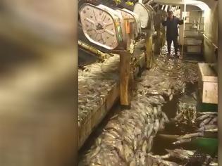 Φωτογραφία για Εντυπωσιακό βίντεο: Ψάρεψαν 50 τόνους καλαμάρια σε δύο ώρες