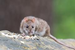 ΗΠΑ: Επιθετικούς και κανίβαλους αρουραίους «έφερε» το lockdown