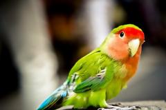 Παπαγάλος θα... «καταθέσει» για υπόθεση βιασμού και δολοφονίας στην Αργεντινή!