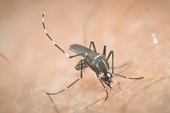 Ίμπιζα: Κουνούπια... τέρατα «εισβάλλουν» από την Ασία