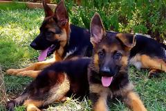 Γερμανικός Ποιμενικός: Ευφυής, φιλικός, υποδειγματικός σύντροφος και συνεργάτης