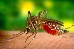 Πελοποννήσος  κρούσματα ελονοσίας λόγω μεταναστών