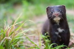 ΠΟΥ για τους Ολλανδούς που μολύνθηκαν από μινκ