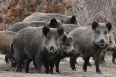 Πιερία...πεινασμένο αγριογούρουνο  επιτέθηκε σε αγρότη  και τον δάγκωσε στο πόδι