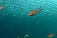 Θαλάσσιο οικοσύστημα: Η υπερθέρμανση του πλανήτη οδηγεί σε «αόρατη μετανάστευση»