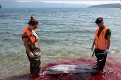 Μαζικές δολοφονίες θαλάσσιων θηλαστικών στα Δωδεκάνησα καταγγέλλει το «Αρχιπέλαγος»