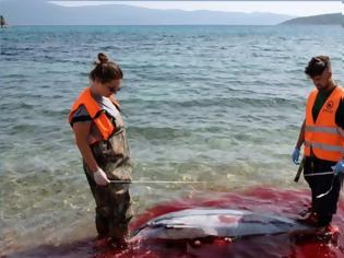 Φωτογραφία για Μαζικές δολοφονίες θαλάσσιων θηλαστικών στα Δωδεκάνησα καταγγέλλει το «Αρχιπέλαγος»