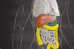 Πεπτικό Σύστημα, από τι αποτελείται και πώς λειτουργεί;