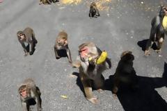 Ινδία: Αγέλη πιθήκων έκλεψε δείγματα αίματος ασθενών με κορωνοϊό