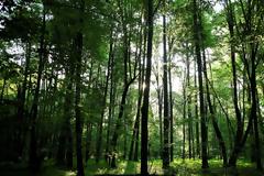 Η κλιματική αλλαγή κάνει τα δέντρα των δασών ολοένα και πιο χαμηλά και πιο νεαρά