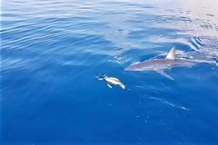 Καρχαρίας επιτίθεται σε χελώνα - Φωτος βίντεο